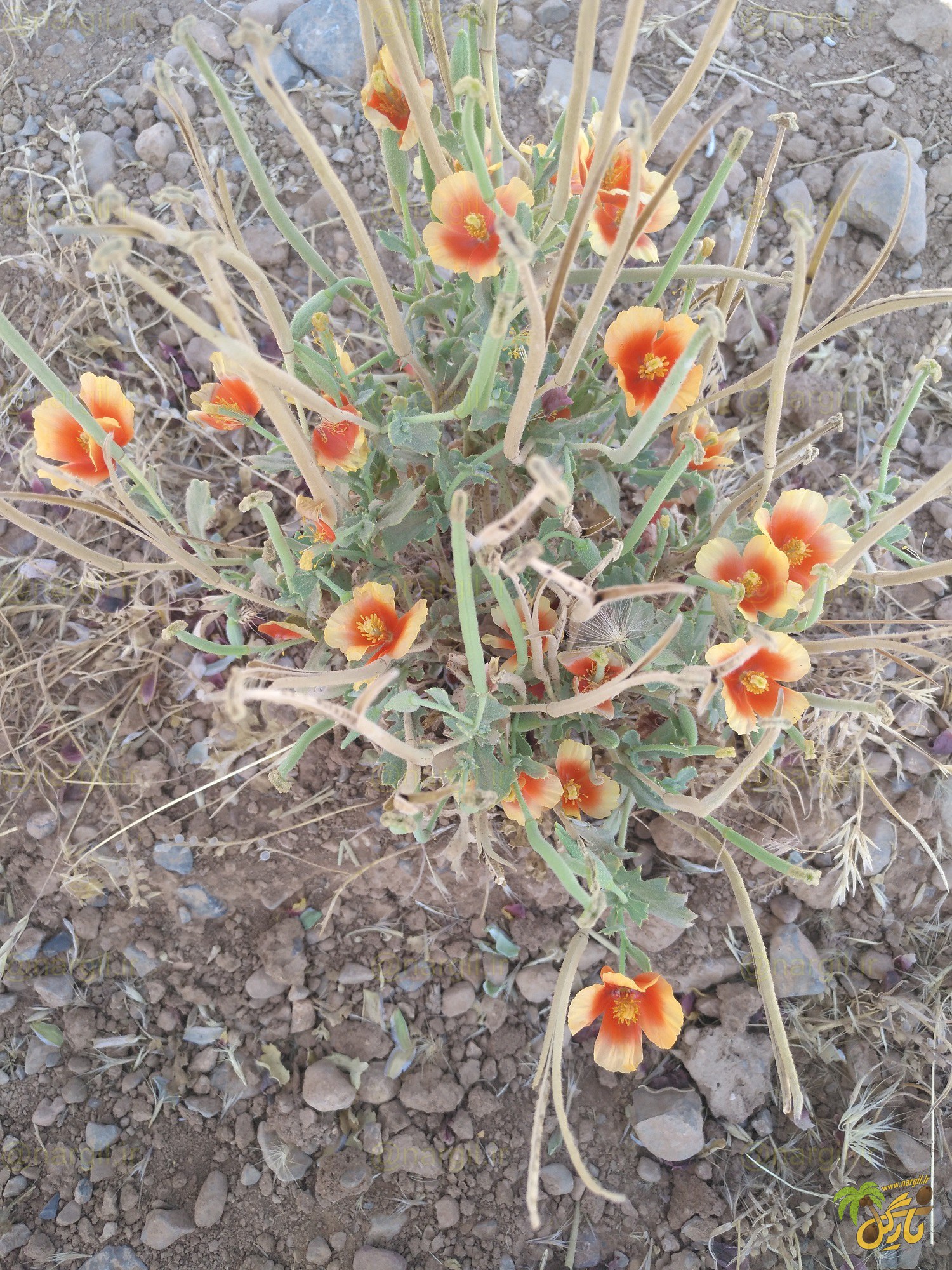 شقایق لوب تیز - گیاهان بومی ایران